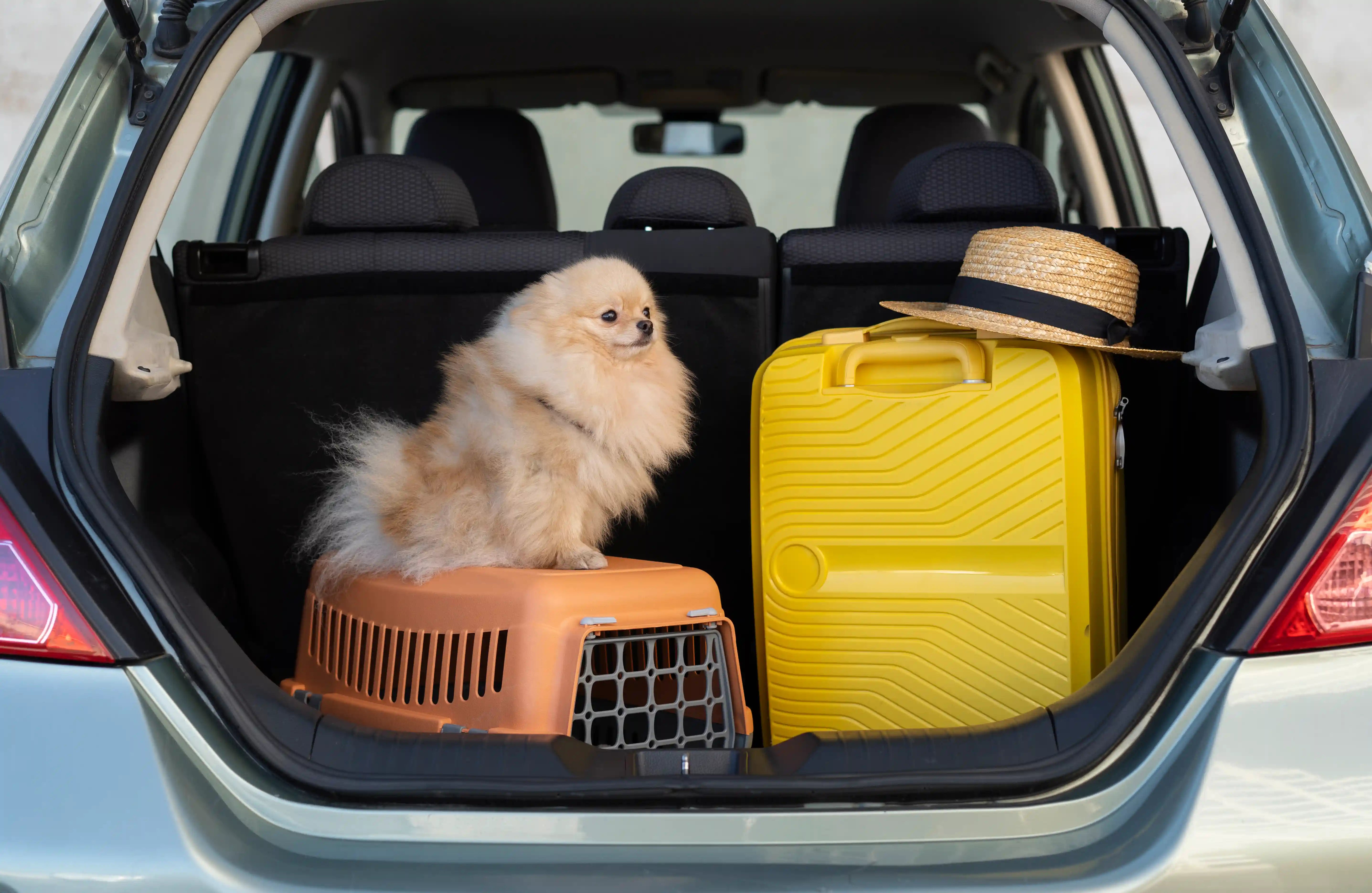 Traveling With Your Dog: The Ultimate Checklist You Can’t Forget