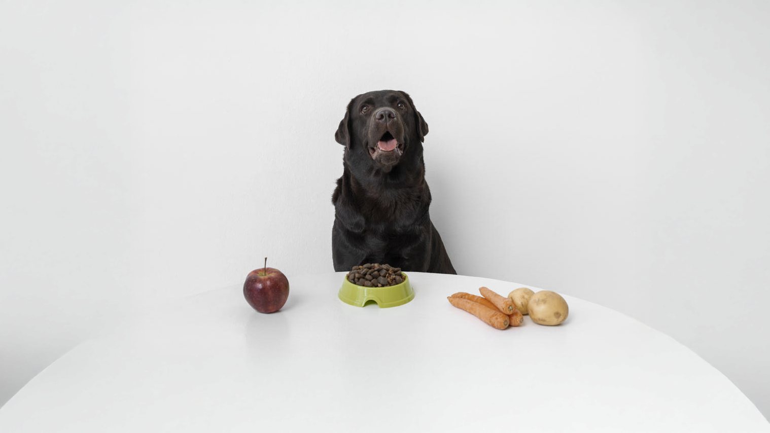 Healthy Snacks vs. Commercial Snacks: What Should You Really Give Your Dog?