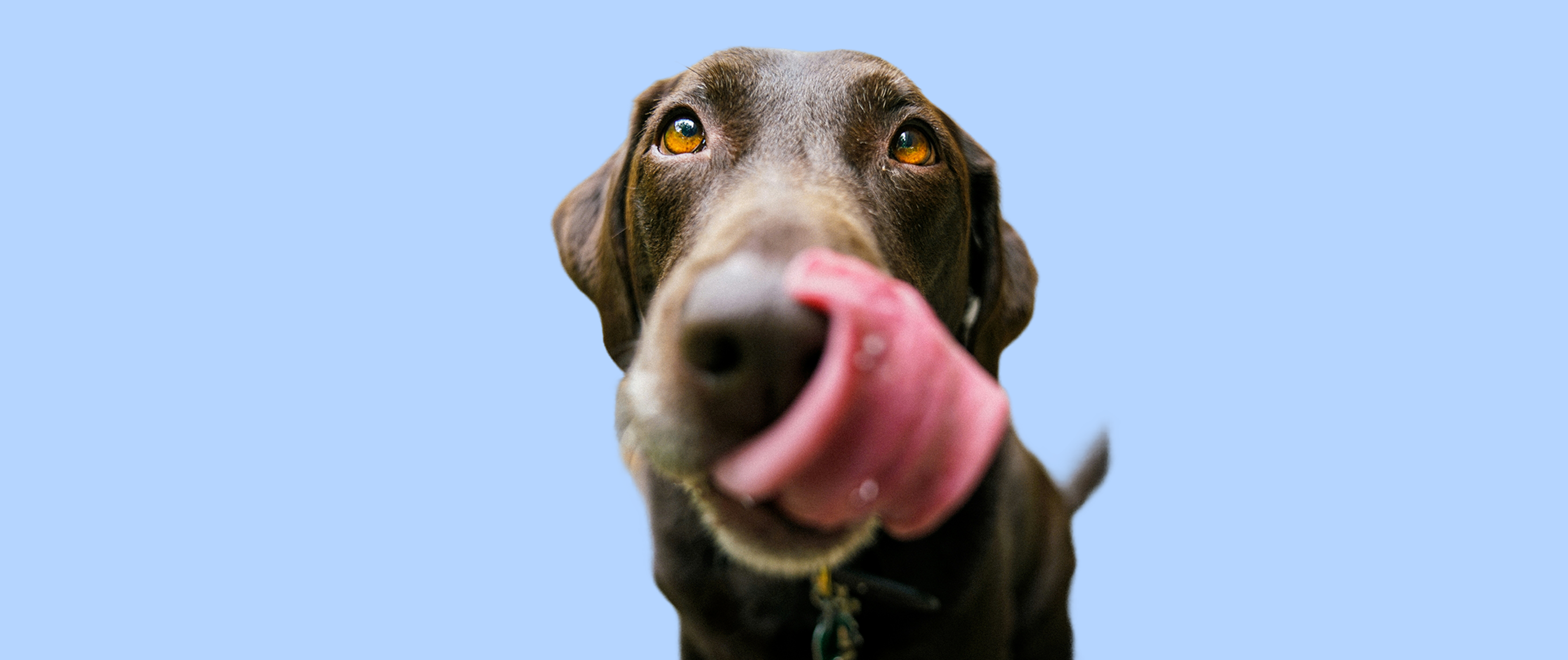 How Do All in One Multivitamin Soft Chews Support Your Dog’s Well-Being?