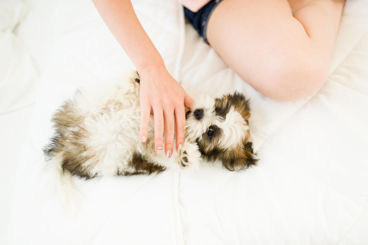 Probiotics for Dogs: Are They Really Necessary?