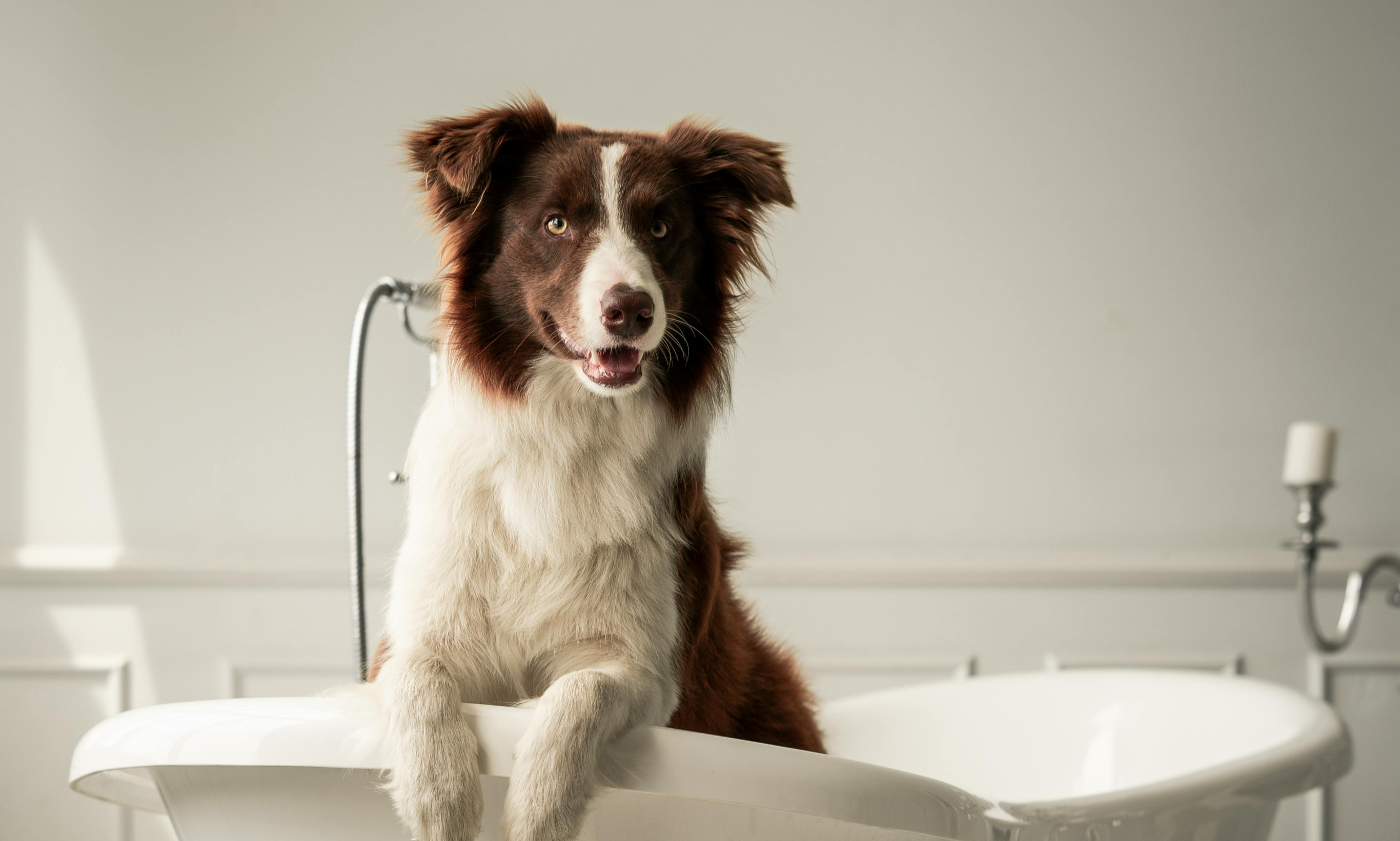 How Can I Keep My Dog Smelling Fresh?