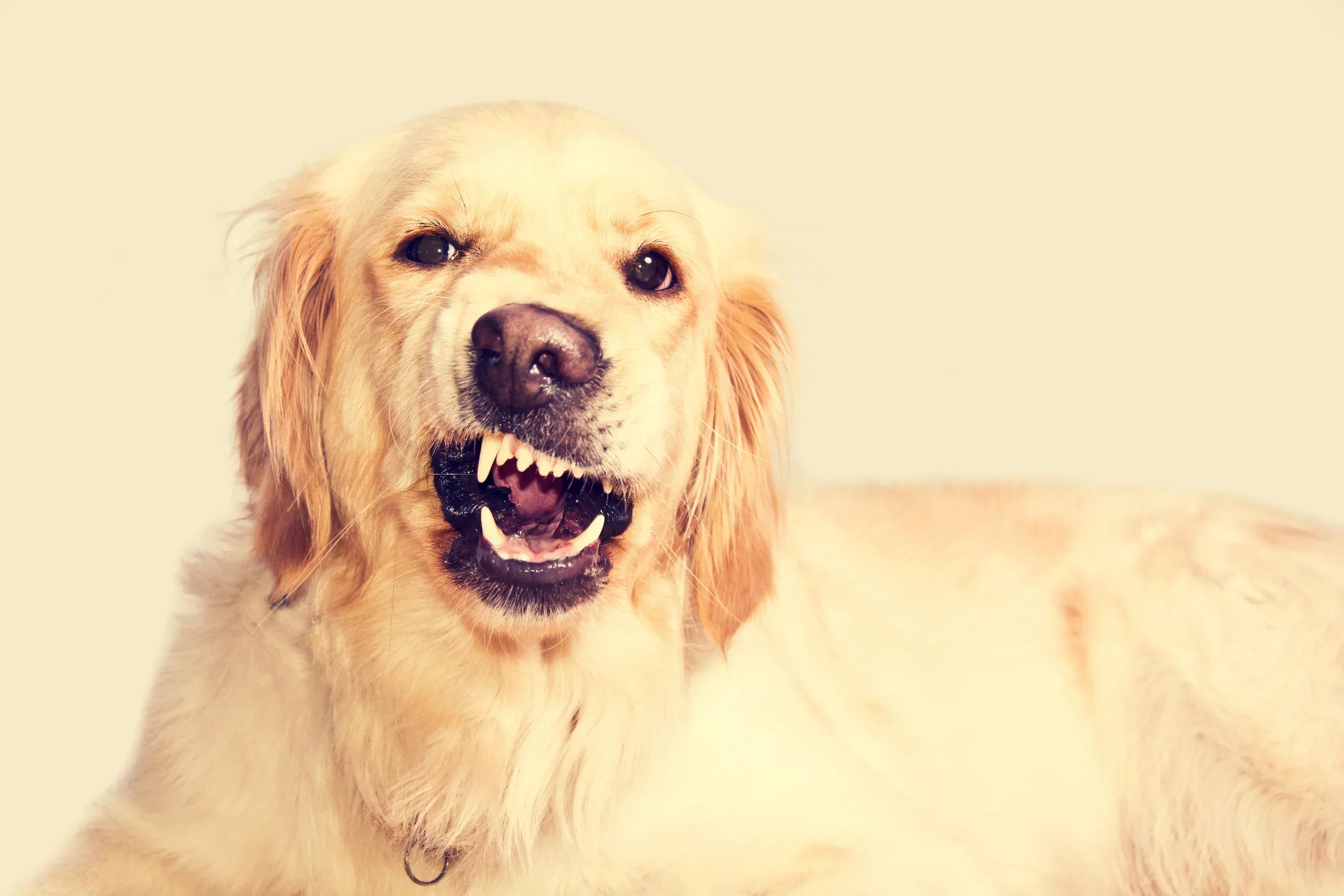What to Do When Your Dog Barks Too Much: Causes, Emotions, and Natural Solutions