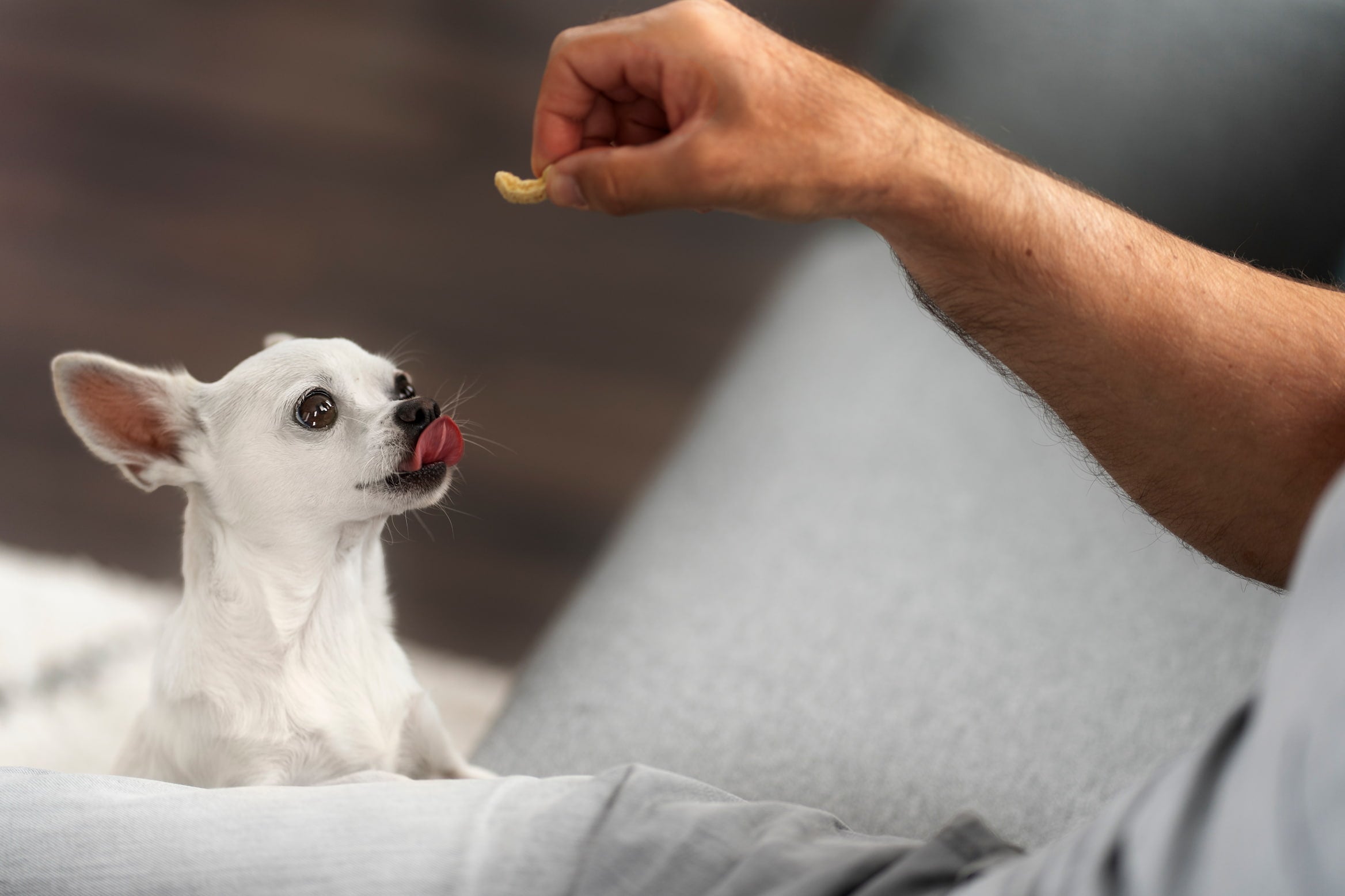Why Natural Supplements Are Revolutionizing Dog Care