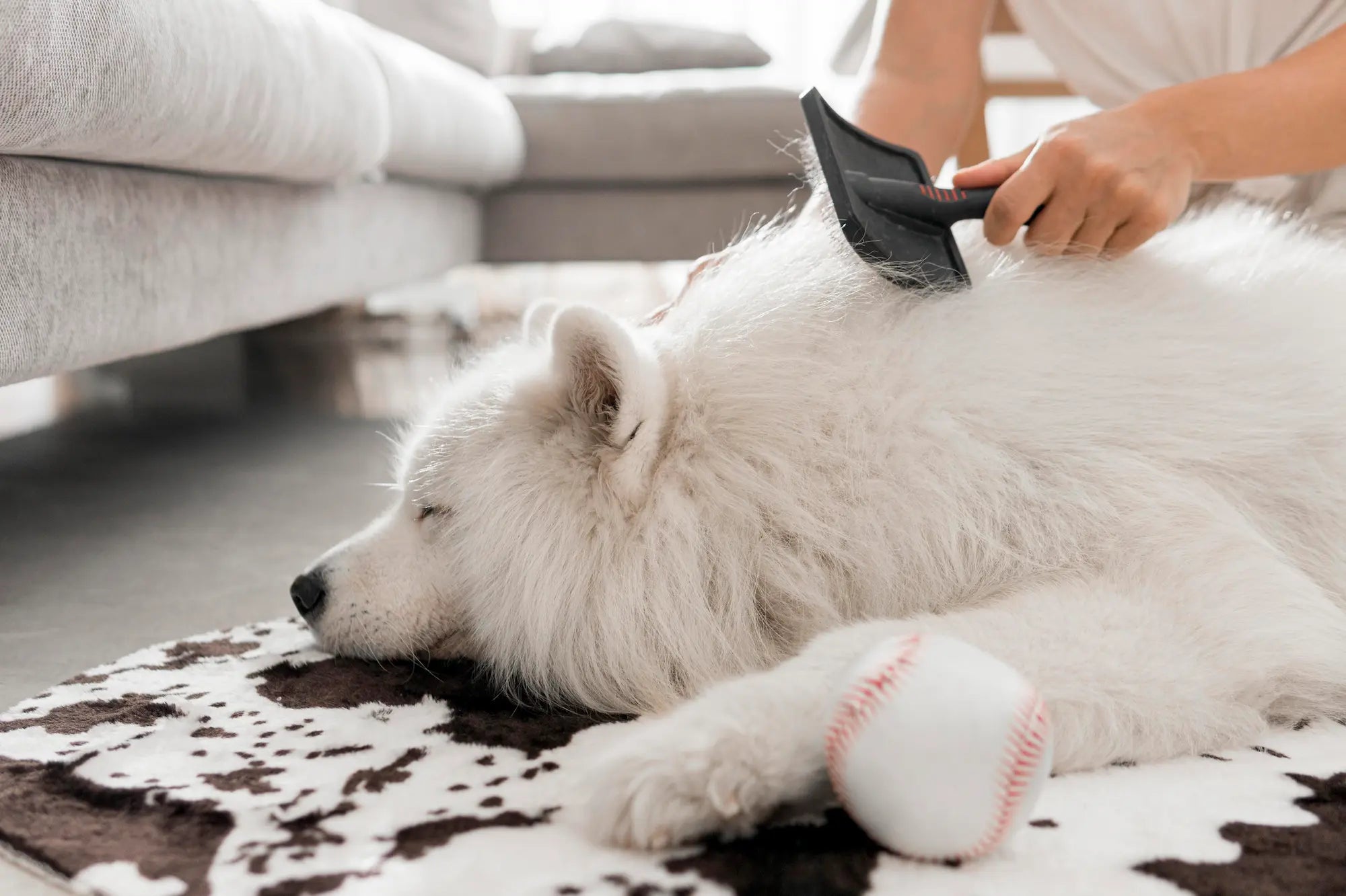 The 5 Hygiene Habits That Keep Your Dog Truly Clean (Most Owners Miss #3)