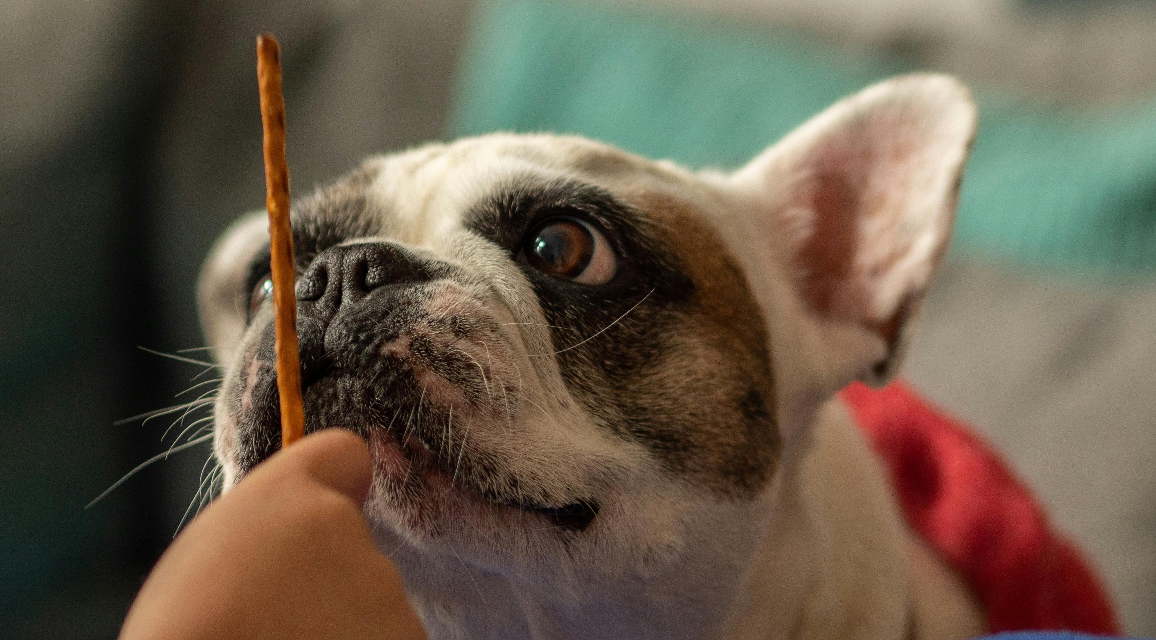 Treats Aren’t the Problem, Bad Habits Are