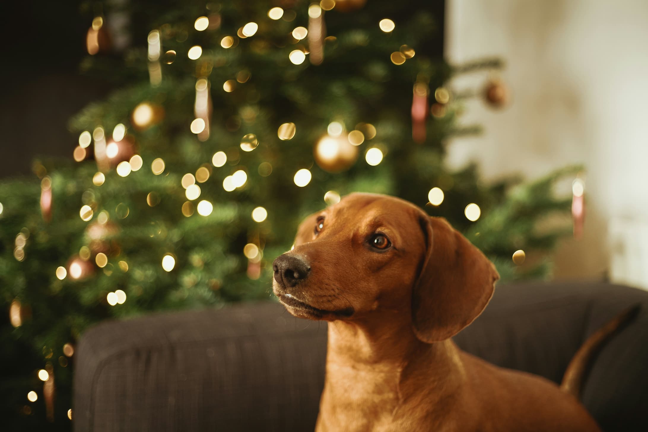 New Year, Healthier Dog: Simple Habits to Start the Year Right