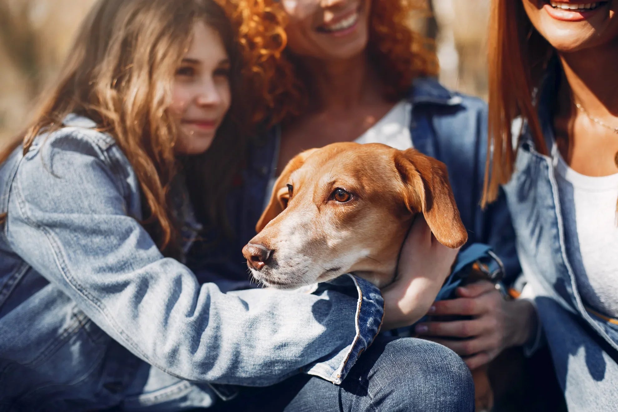 How to Help Your Dog Stay Calm When Guests Come Over