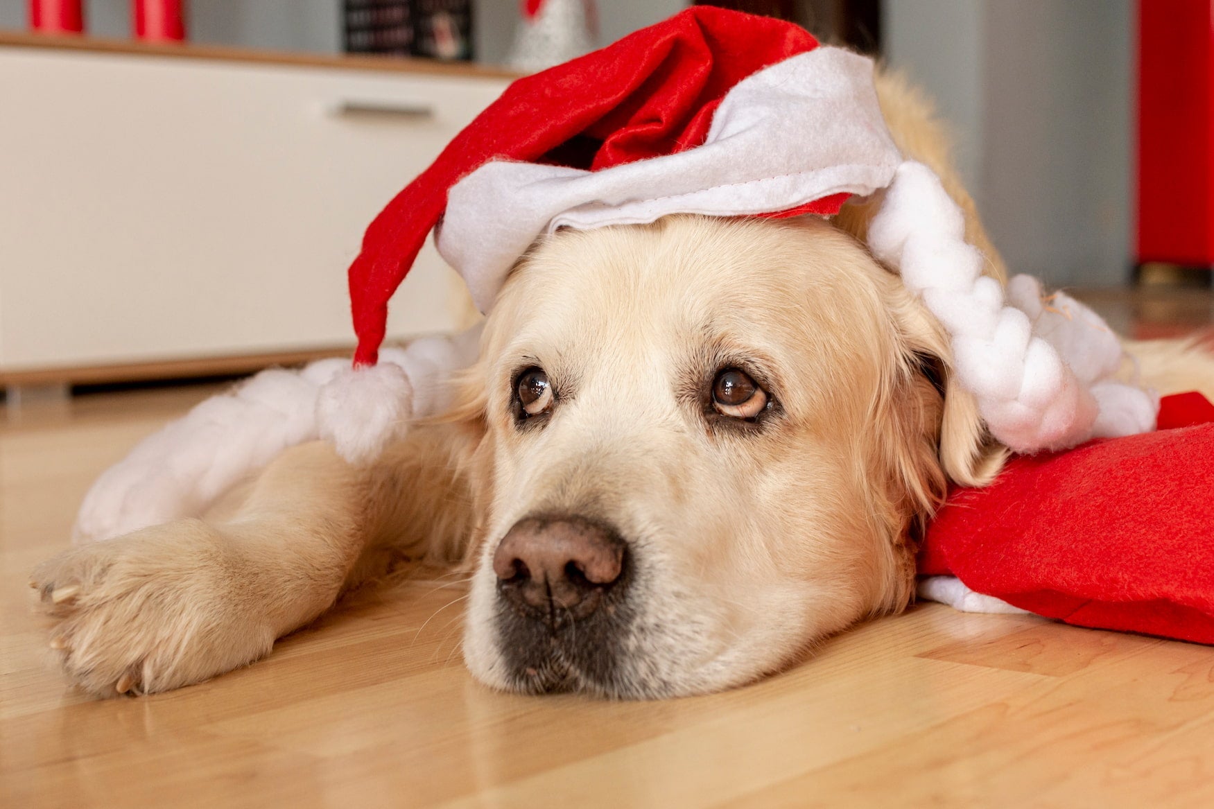 How to Prepare Your Dog for the Holidays (and Avoid Christmas Stress)