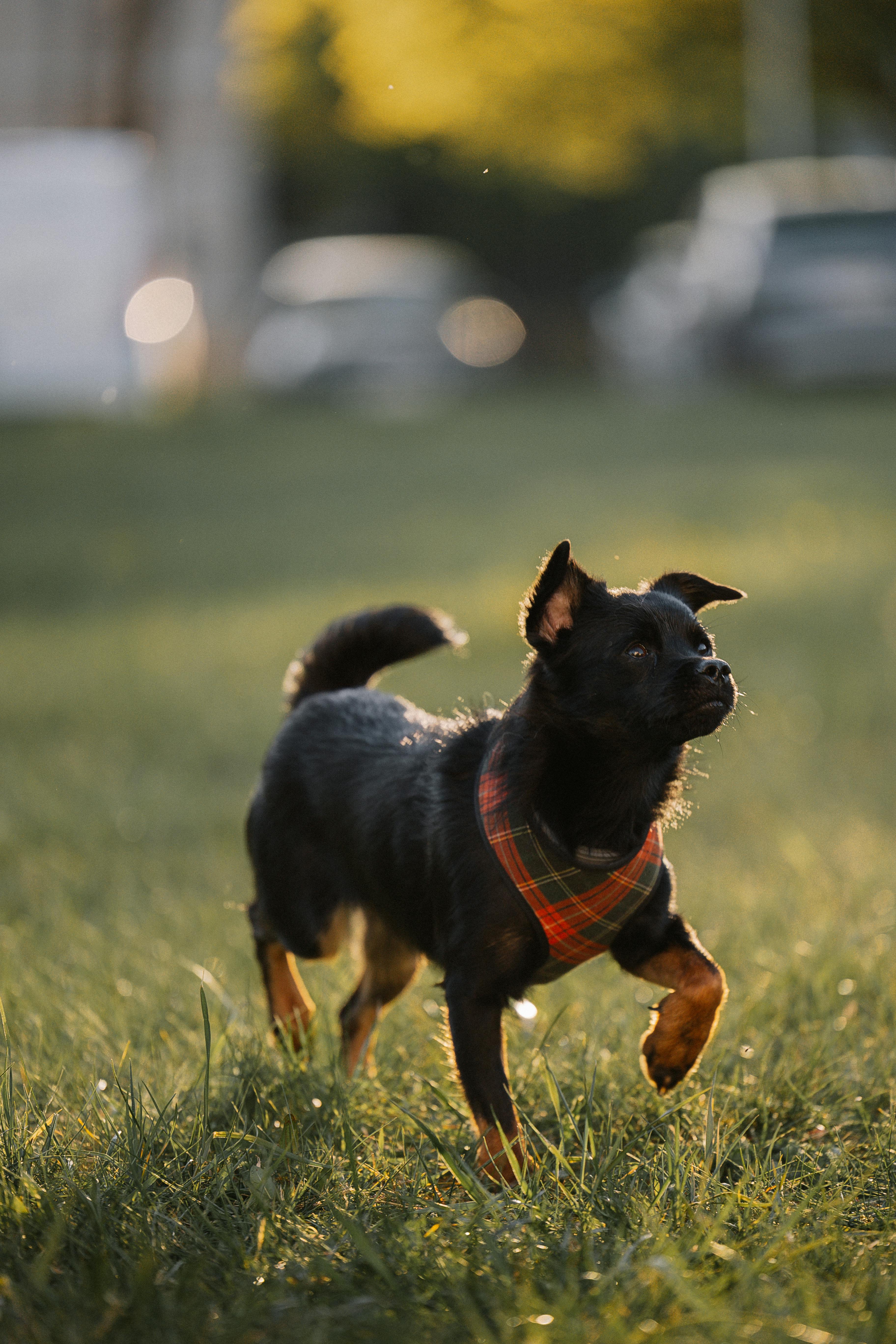 How Can I Tell If My Dog Needs Joint Support?