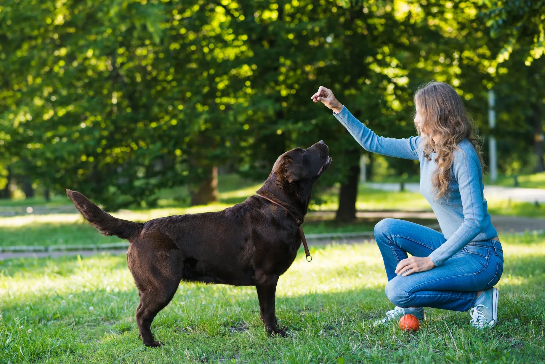 Punish or Redirect? The Healthiest Way to Train Your Dog