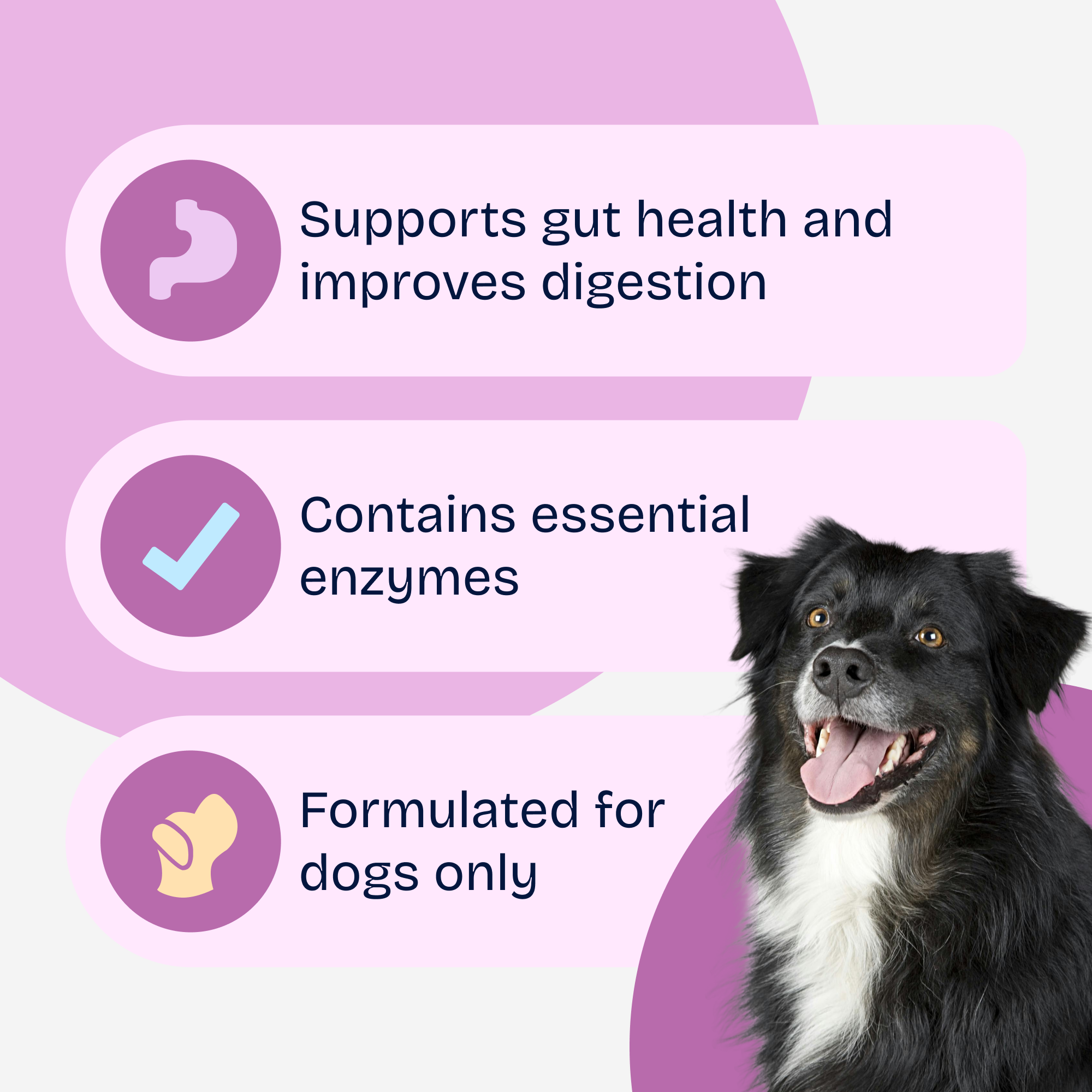 Premium Probiotic Soft Chews