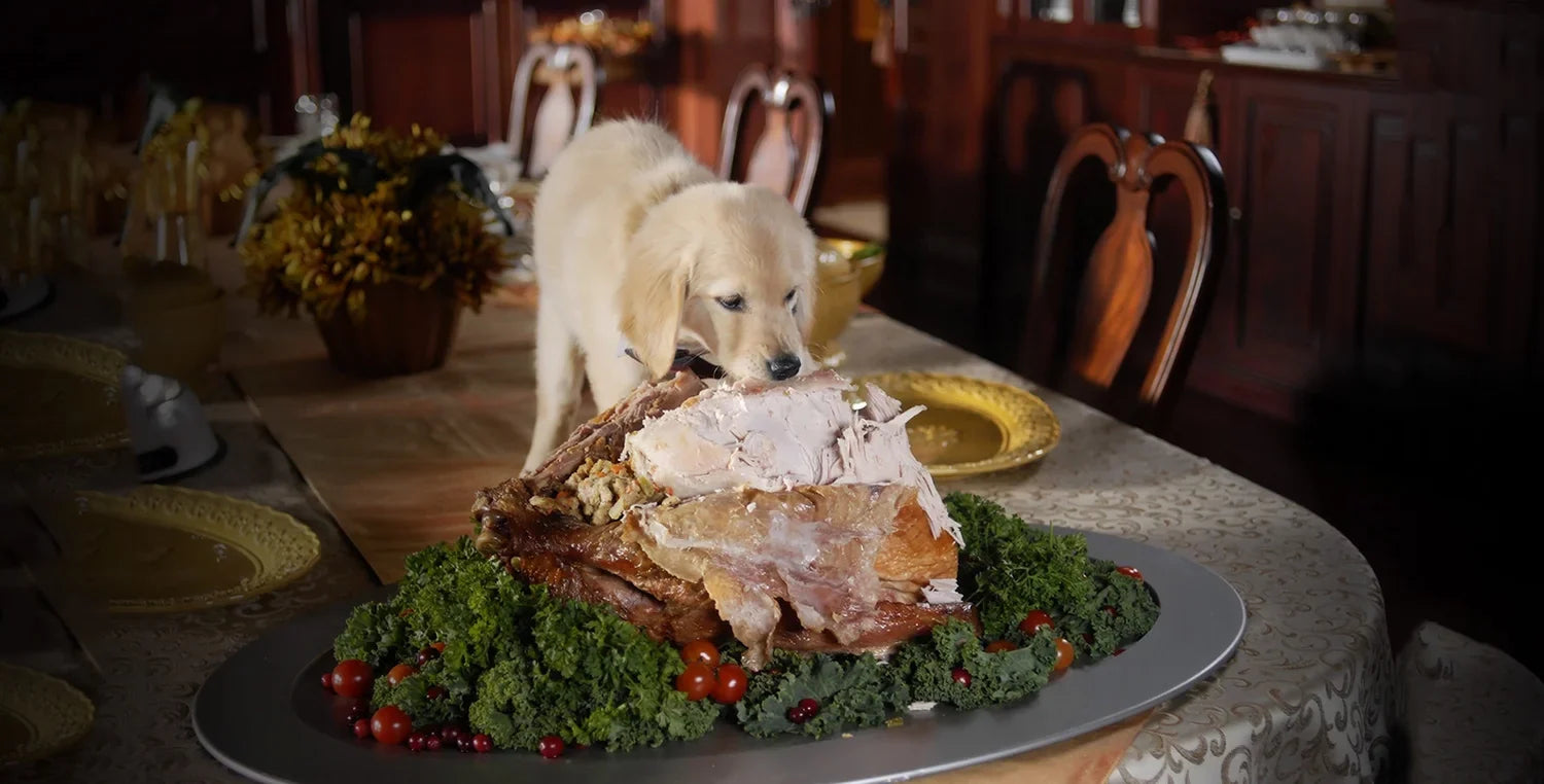 What Your Dog Can (and Can’t) Eat on Thanksgiving