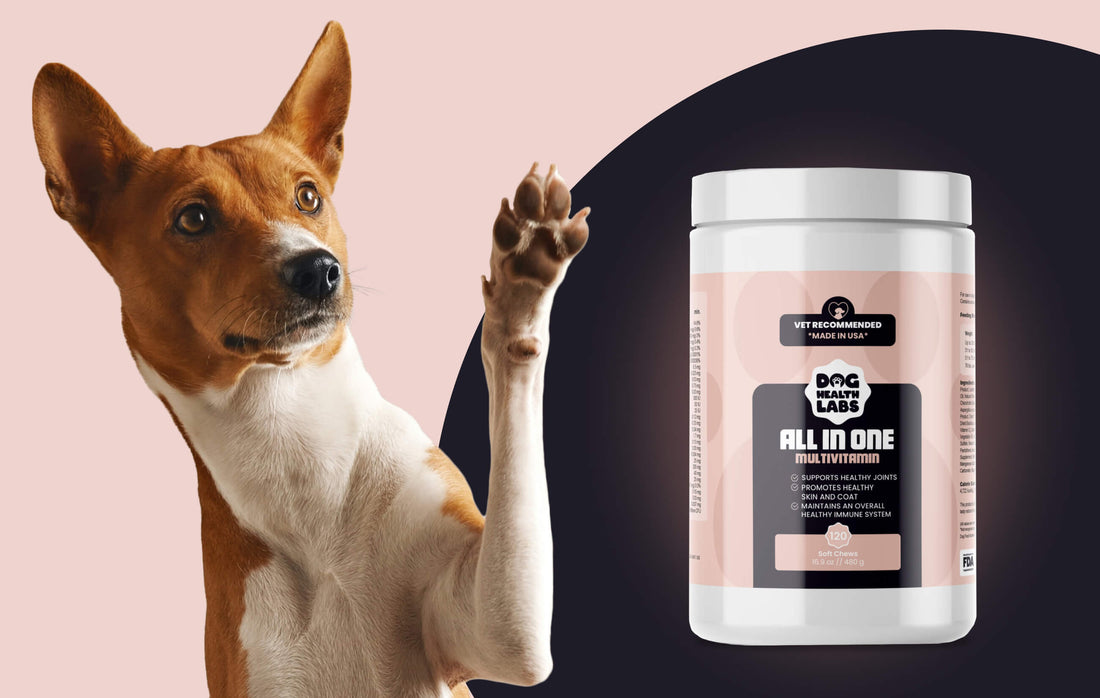 How Do All in One Multivitamin Soft Chews Support Your Dog’s Well-Being?