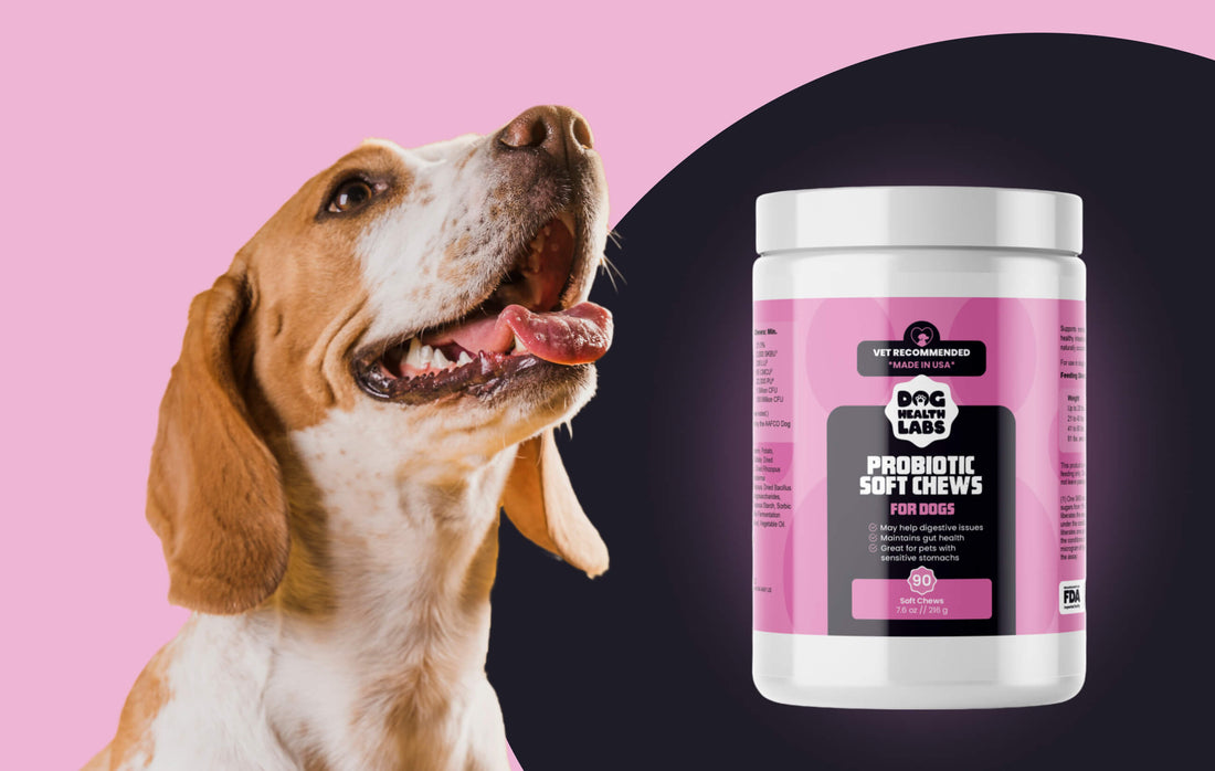 How Can I Tell If My Dog Needs Probiotics?