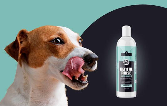 How Can Dental Rinse Water Additive Benefit Your Dog?