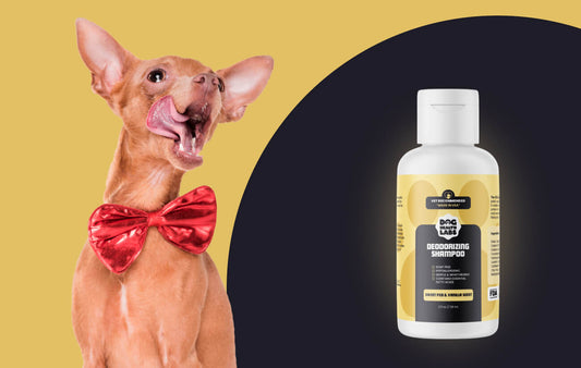 How Can I Keep My Dog Smelling Fresh?