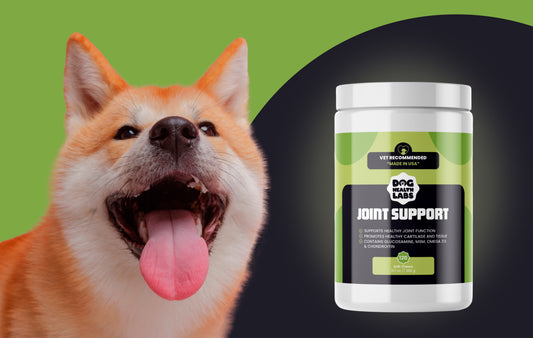 How Can I Tell If My Dog Needs Joint Support?