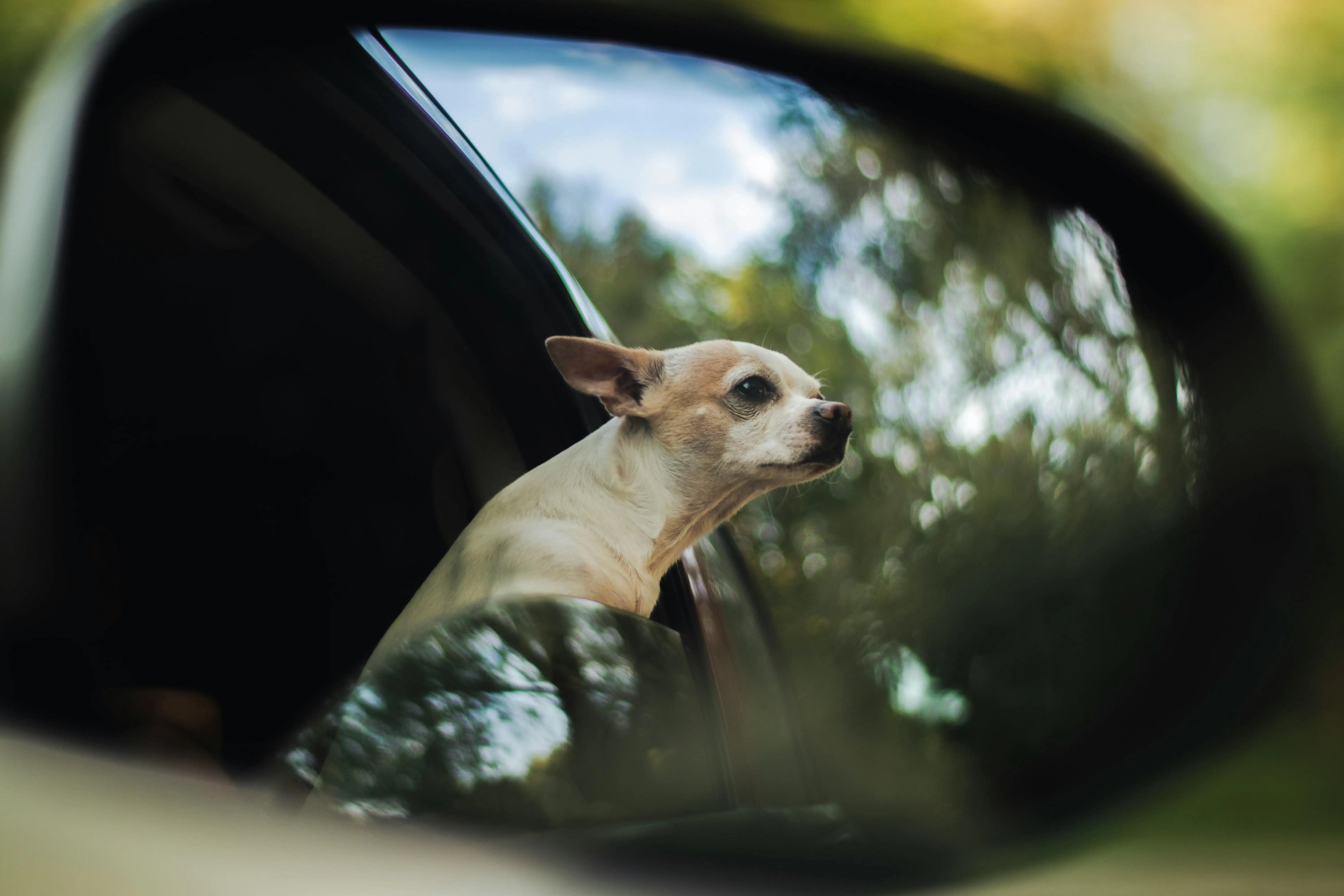 5 Stressful Moments Every Dog Faces (and How to Handle Them Like a Pro)