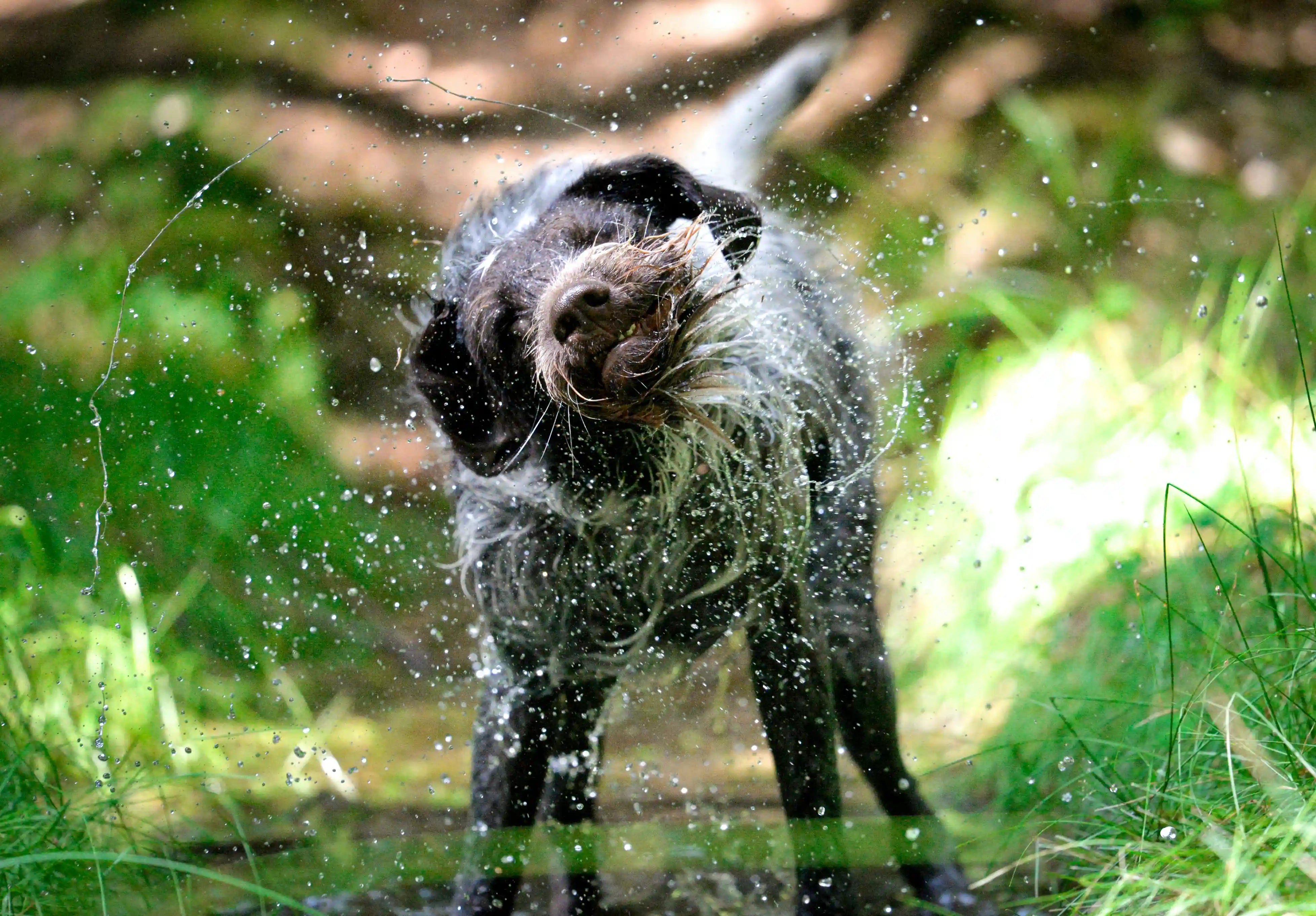 Not All Dog Shampoos Are Built the Same, Here's What to Look For