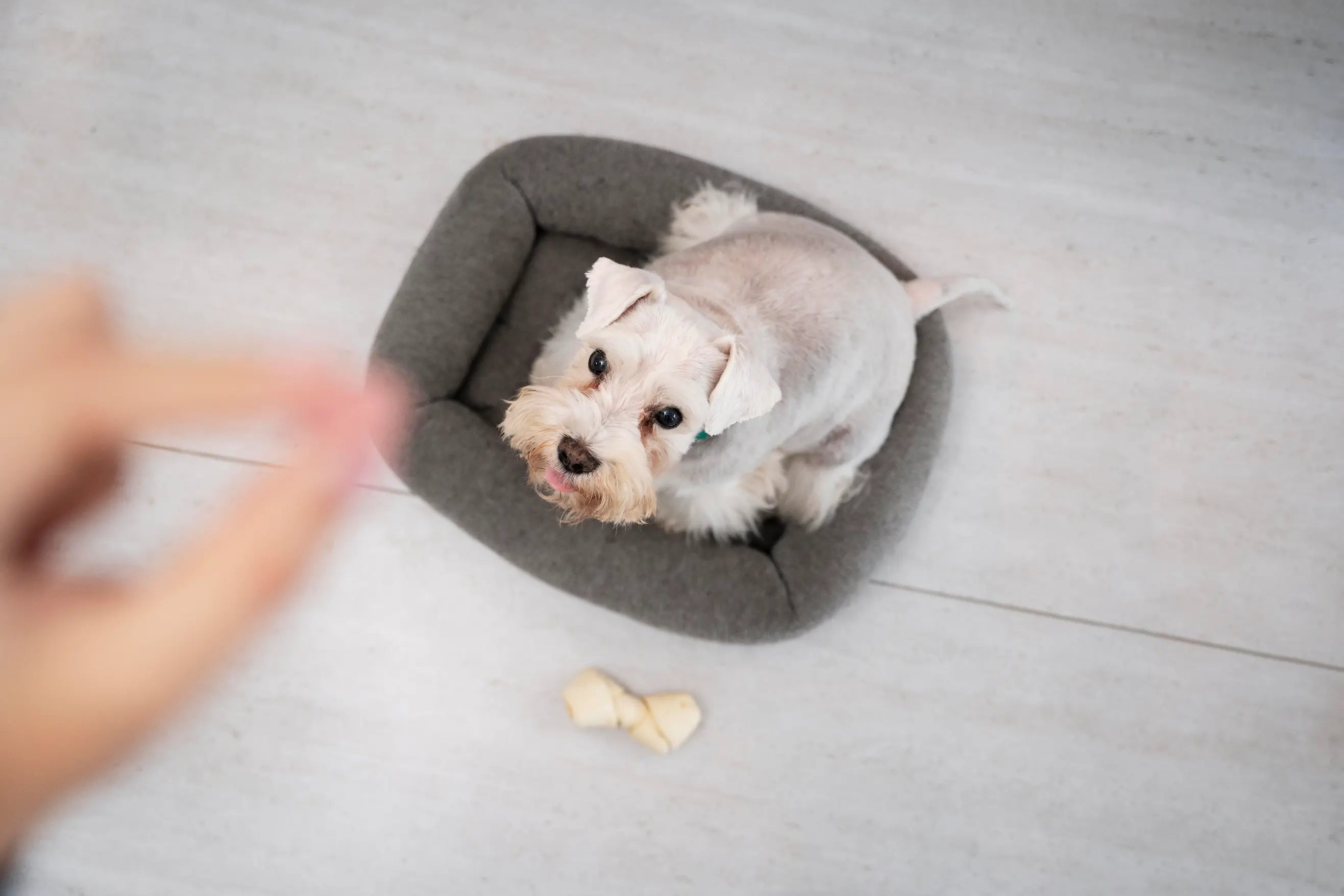 Why Your Dog’s Digestive Health Affects More Than You Think