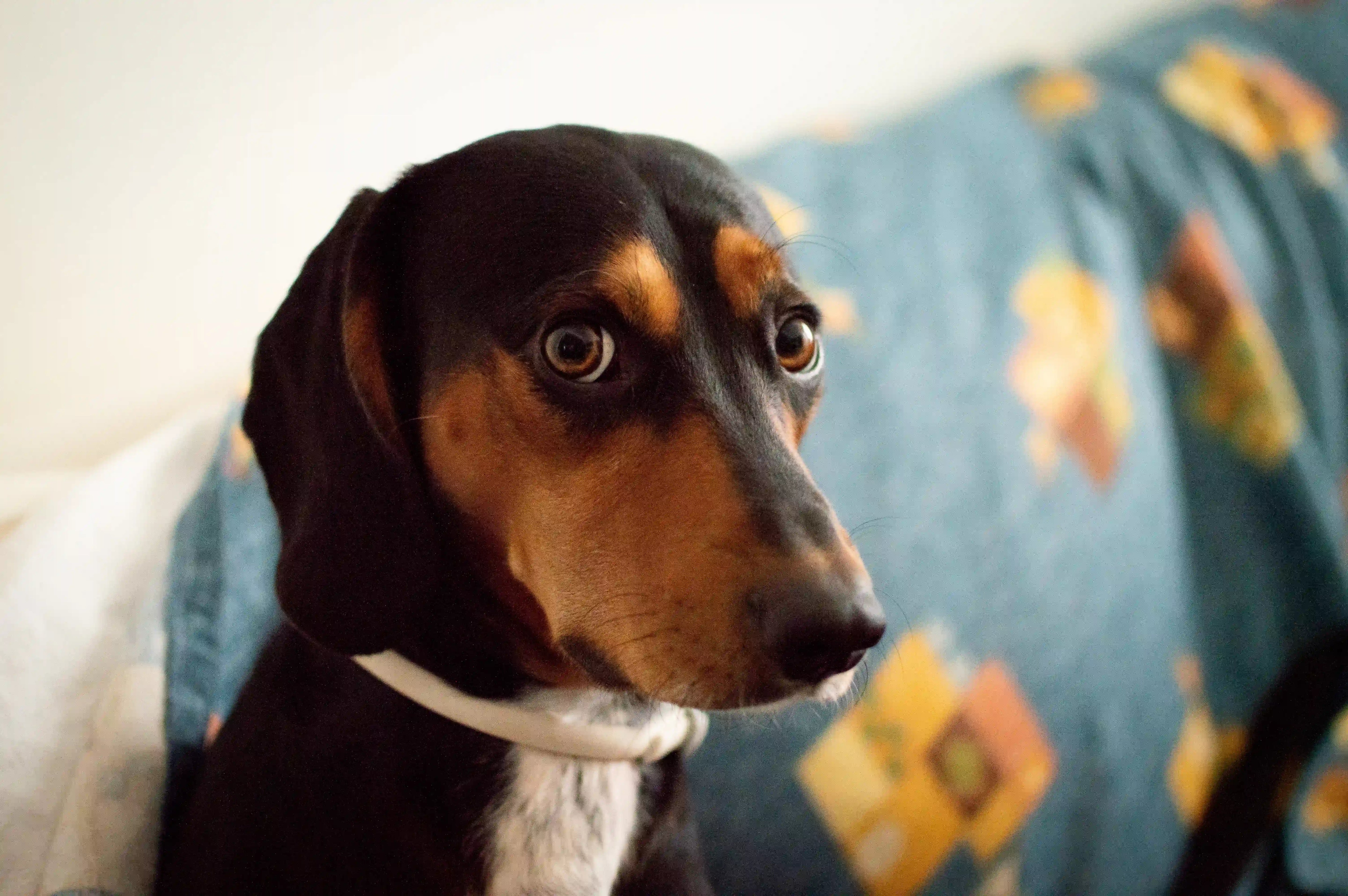 The Importance of Routines for Anxious Dogs