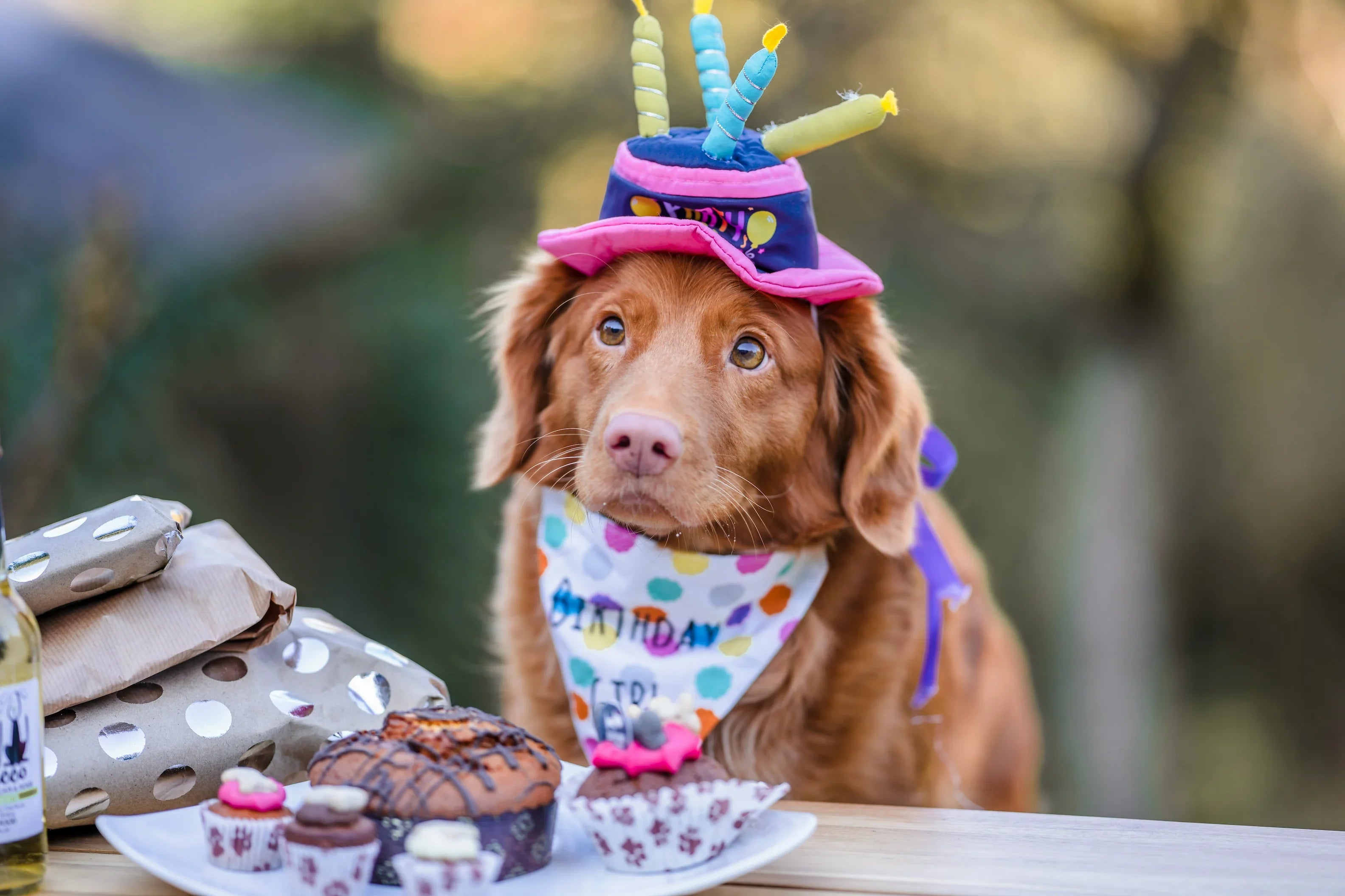 How to Celebrate Your Dog's Birthday Without Going Overboard (And Without Risking Their Health)