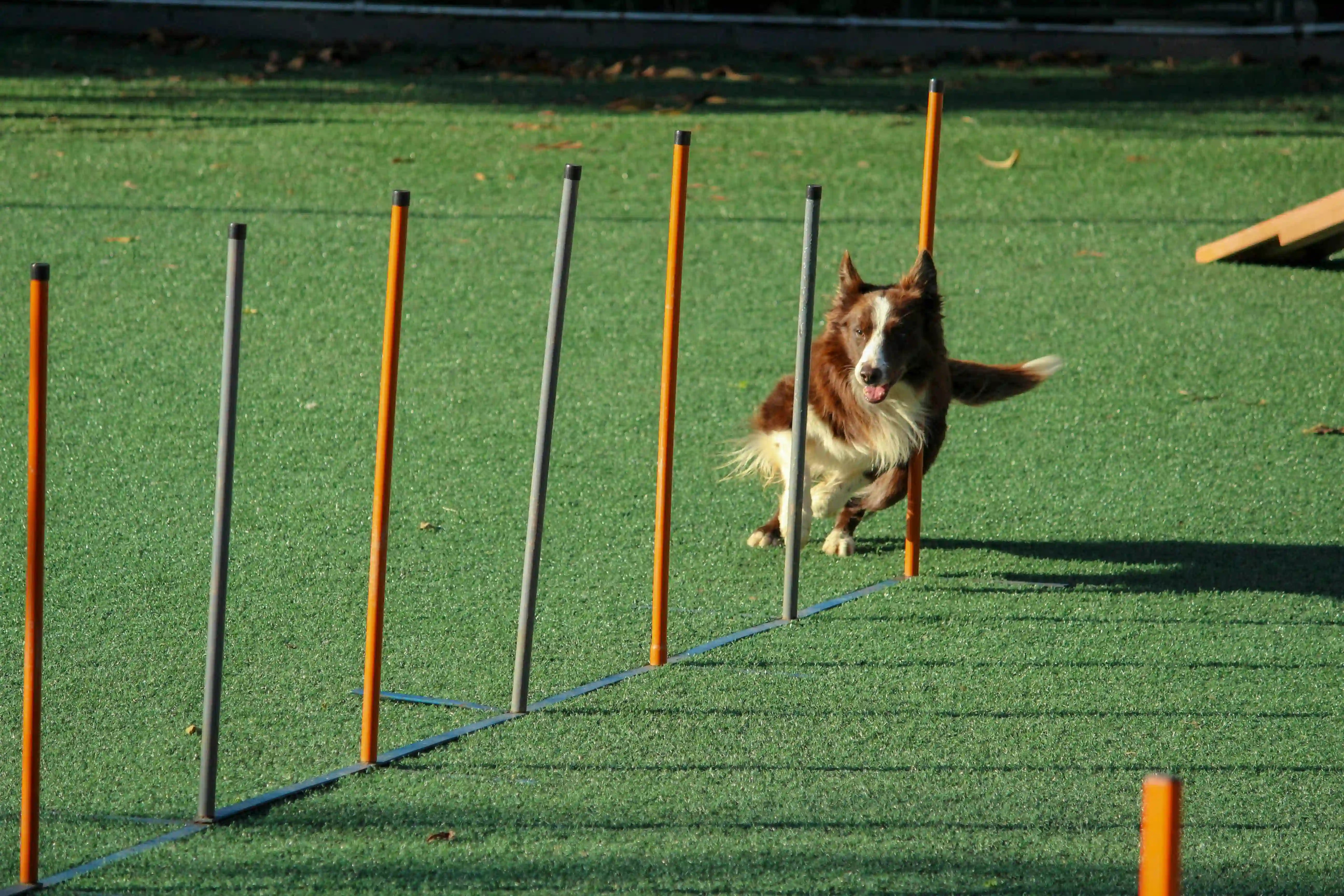 How to Train Your Dog (Without Losing Your Mind)