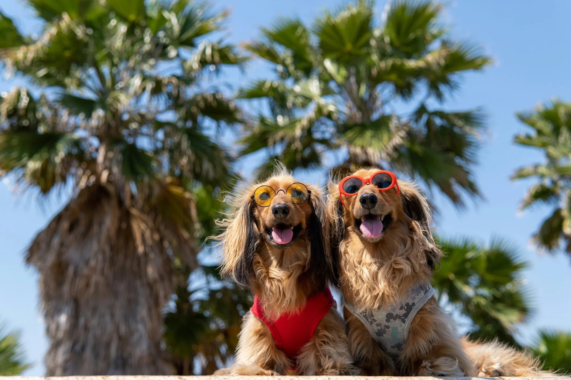 Practical Guide to Taking Your Dog to the Beach Safely