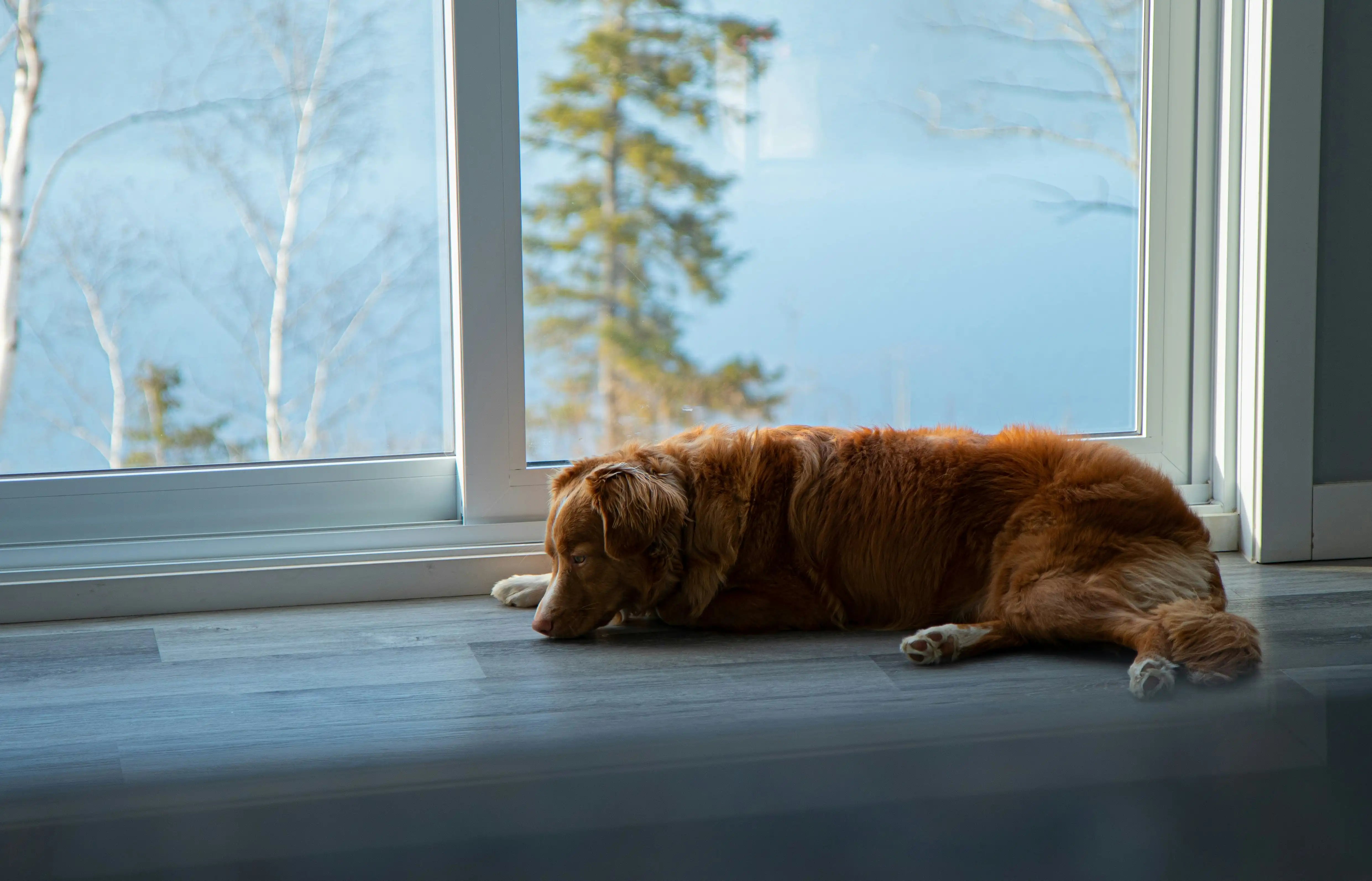 Does Your Dog Need Vitamins? Signs of Common Deficiencies