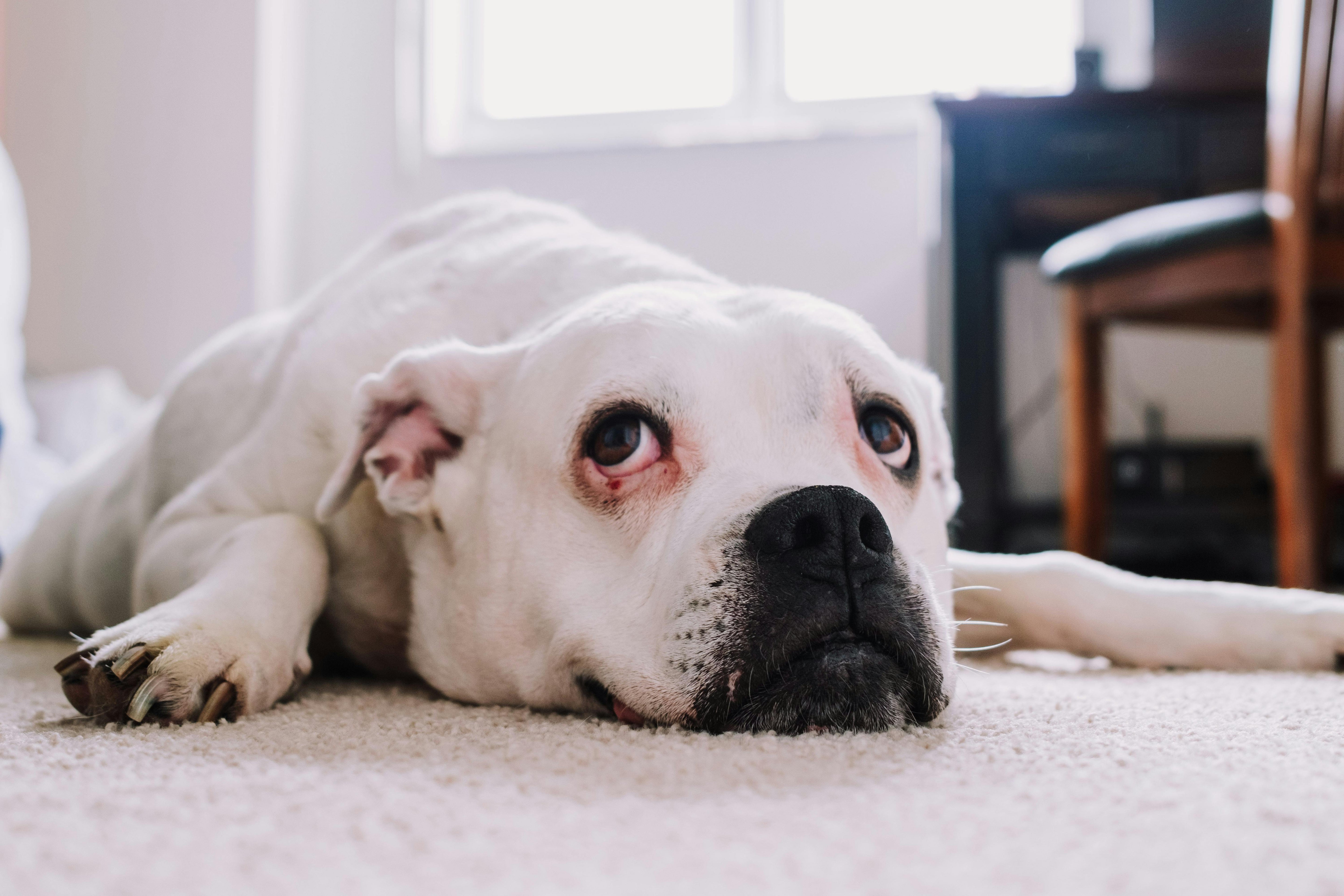 Your Dog’s Not Moody, They’re Probably Allergic