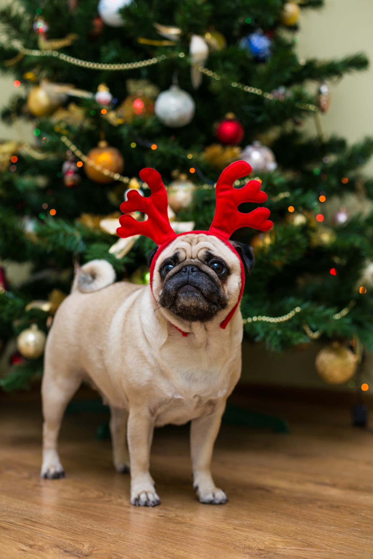 The Best Natural Christmas Gifts for Your Dog